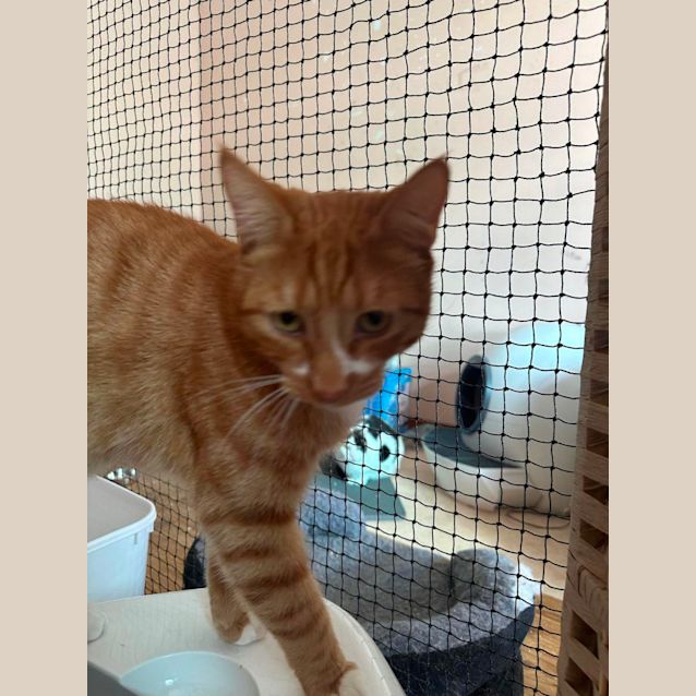 Photo of Bing Bing (Can Potentially Transport To You )