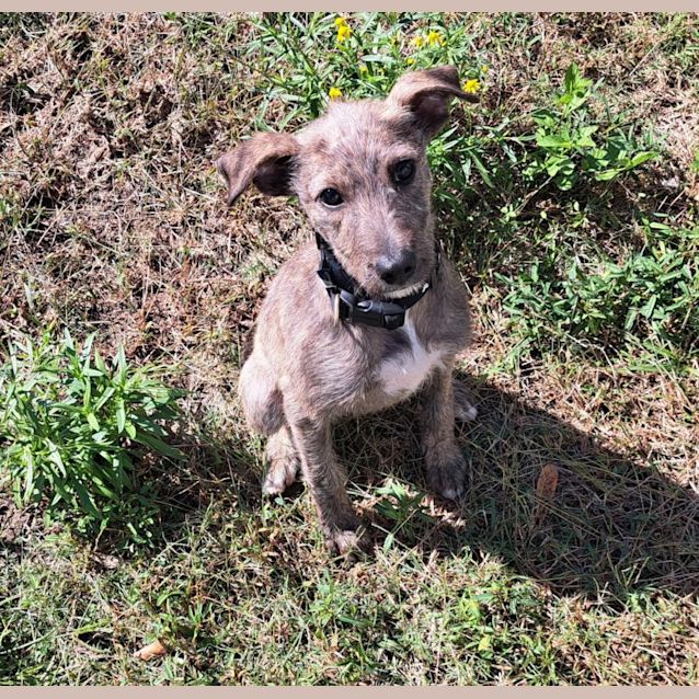 Photo of Scrat (6560)