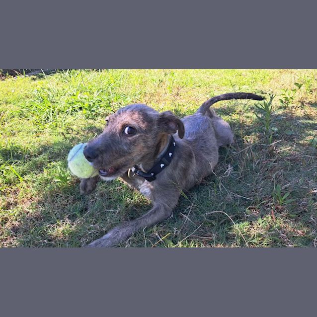 Photo of Scrat (6560)