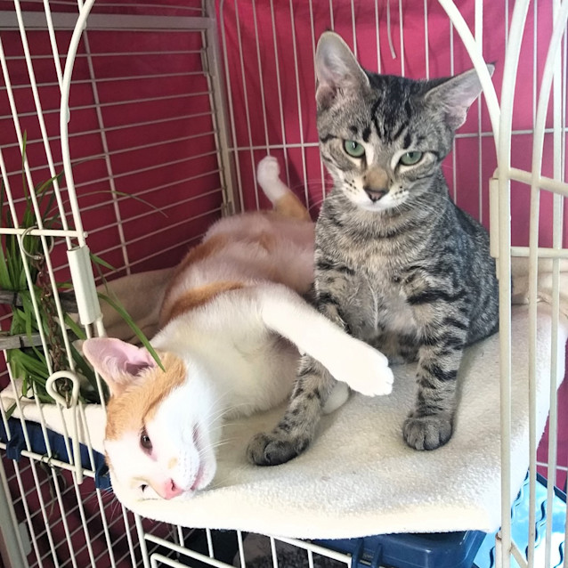 Photo of Christopher Robin