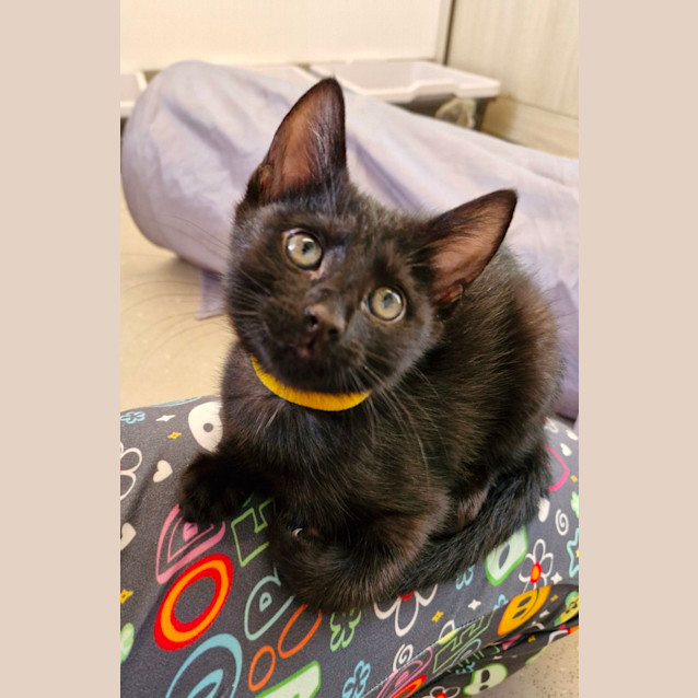 Photo of C1301 Nutmeg