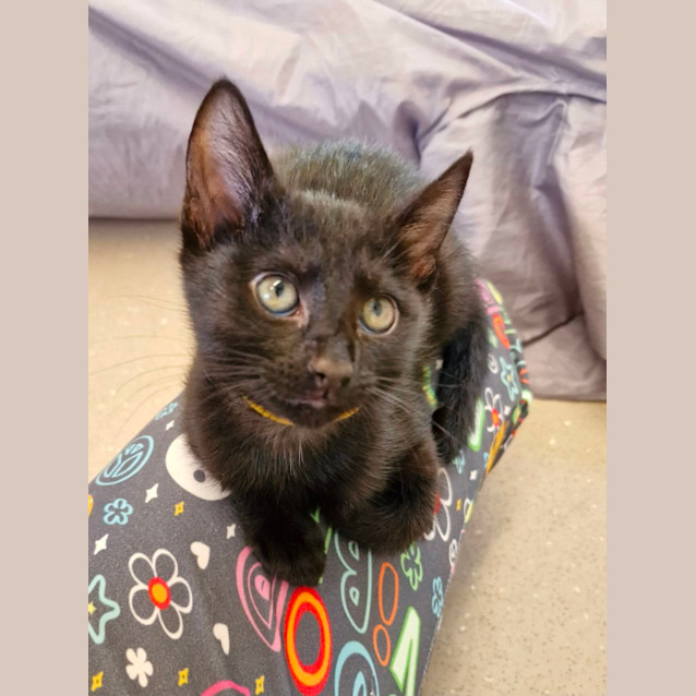 Photo of C1301 Nutmeg