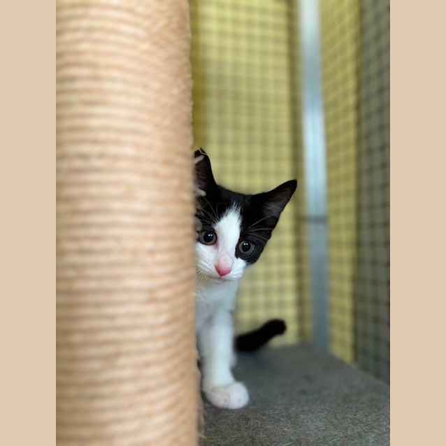 Photo of Dumpling