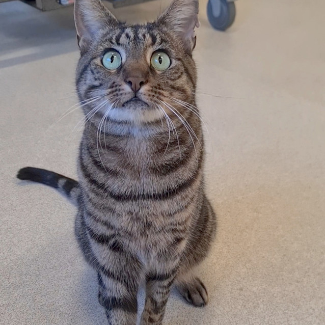 Photo of Scaredy Cat