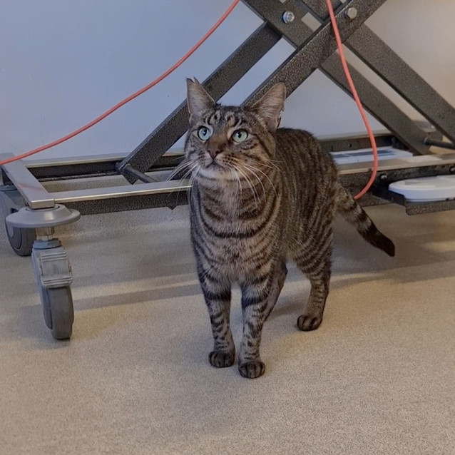 Photo of Scaredy Cat