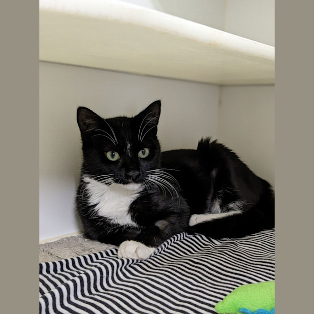 Photo of 🍃 Pesto 5046 🍃