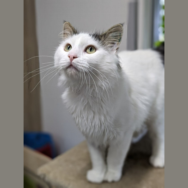 Photo of 🧙‍♂️ Gandalf 5052 🧙‍♂️