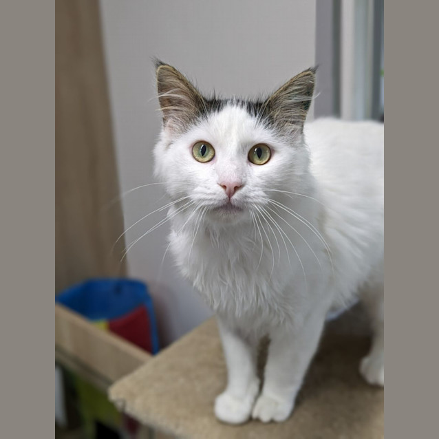 Photo of 🧙‍♂️ Gandalf 5052 🧙‍♂️