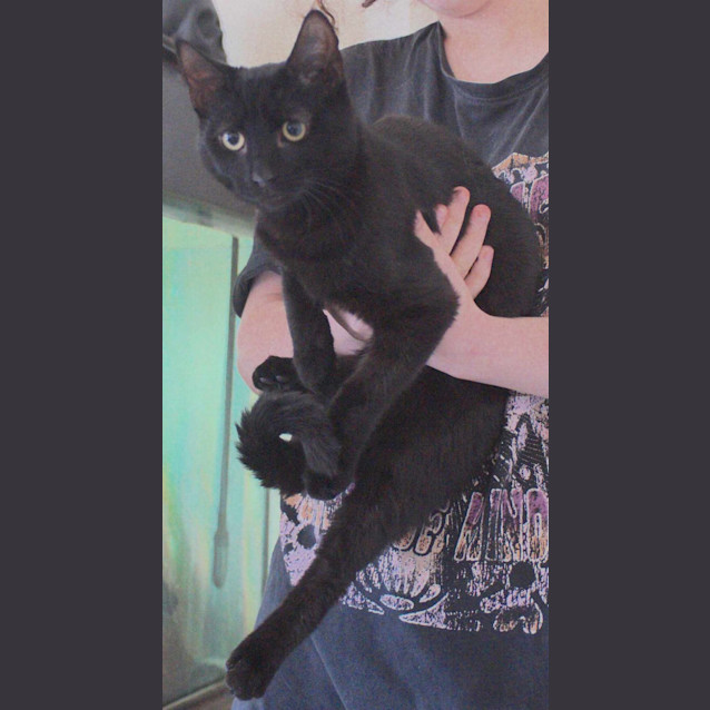 Photo of Fred (Meet Me At Going Troppo Fish & Pets)