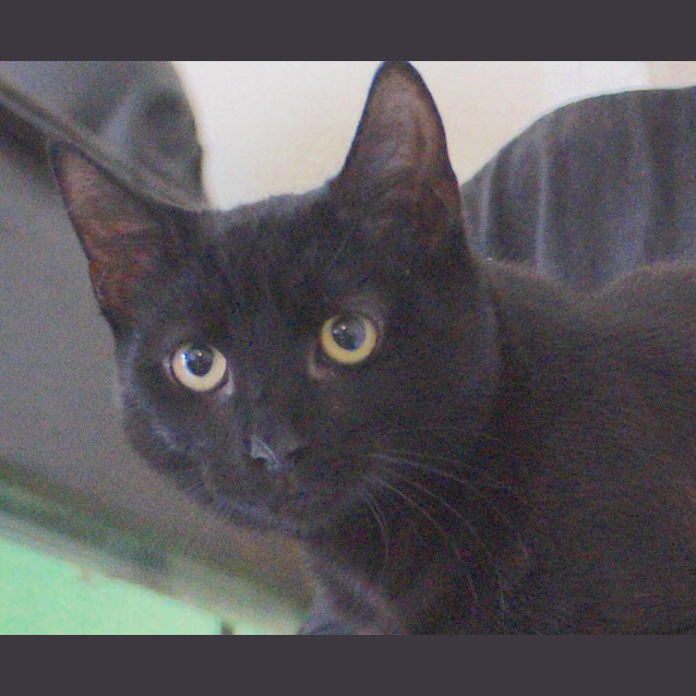 Photo of Fred (Meet Me At Going Troppo Fish & Pets)