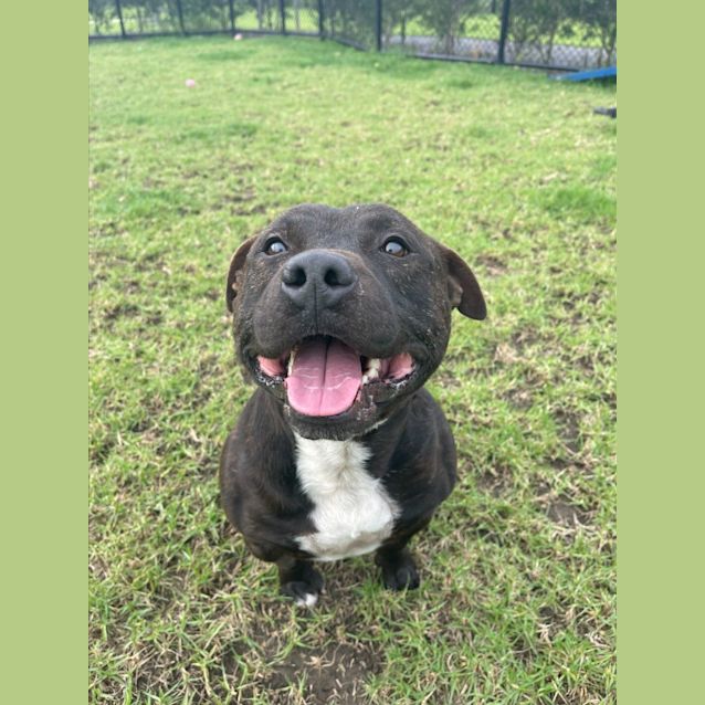 Photo of Tank Imp 569