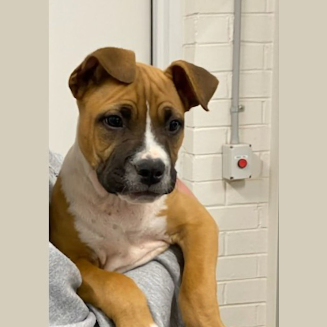 Photo of Loki