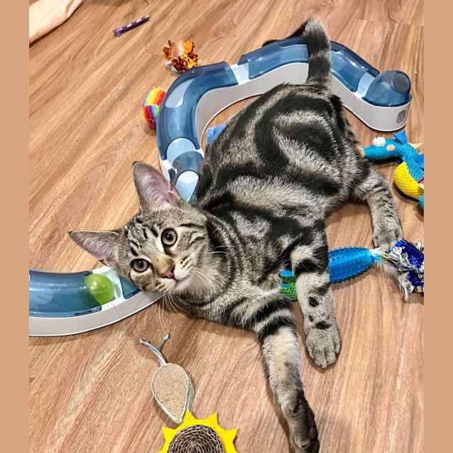 Photo of Jinx   Located In Doreen