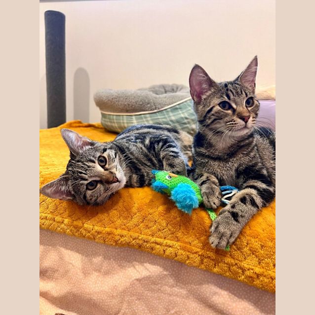 Photo of Jinx   Located In Doreen