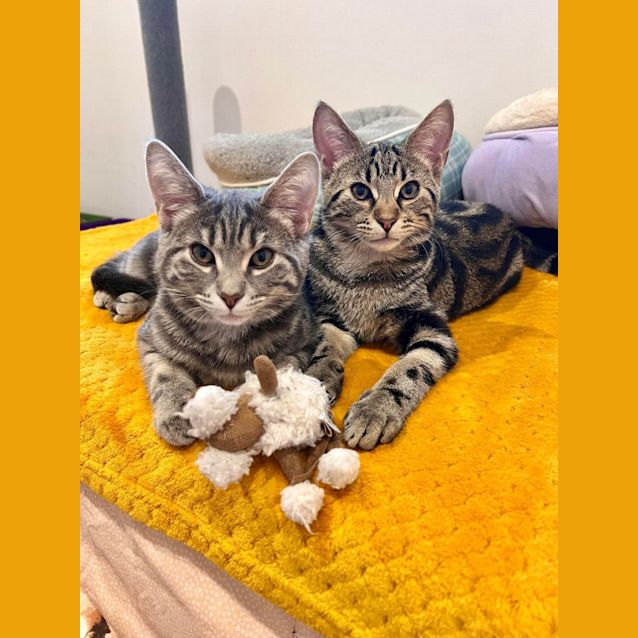 Photo of Jinx   Located In Doreen