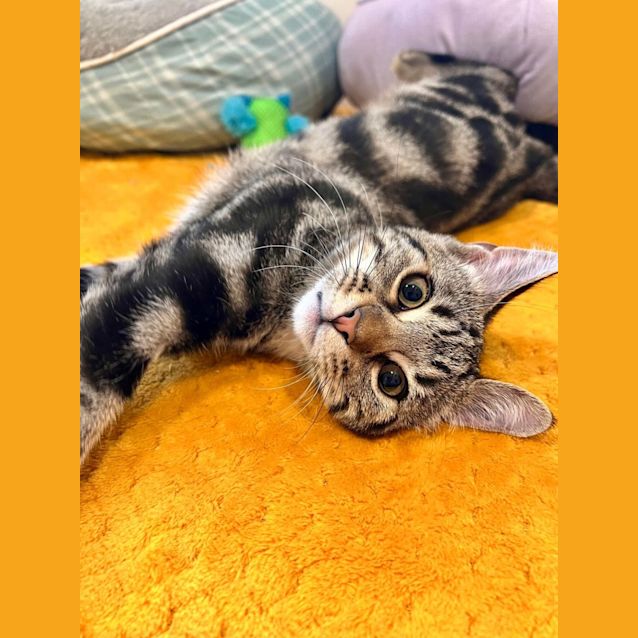 Photo of Jinx   Located In Doreen