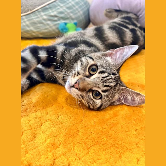 Photo of Jinx   Located In Doreen