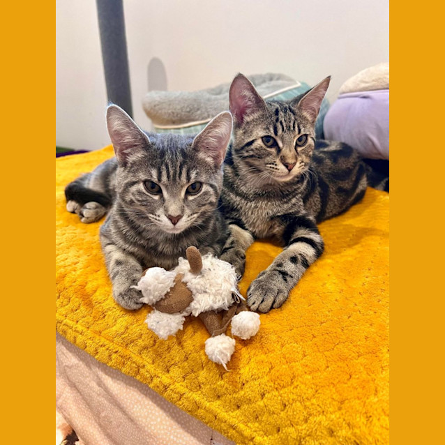 Photo of Ivy   Located In Doreen