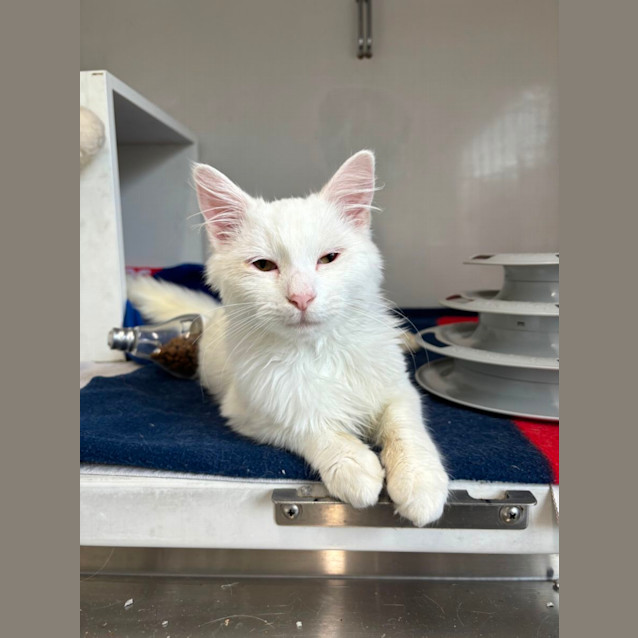 Photo of Cotton