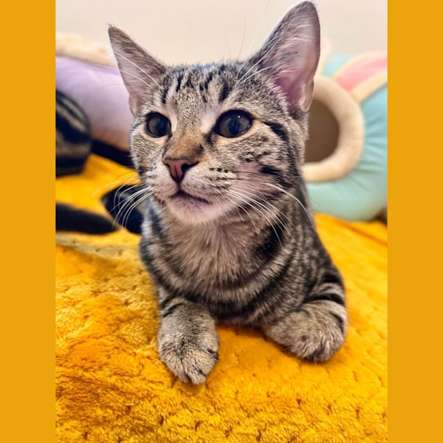 Photo of Maggie   Located In Doreen