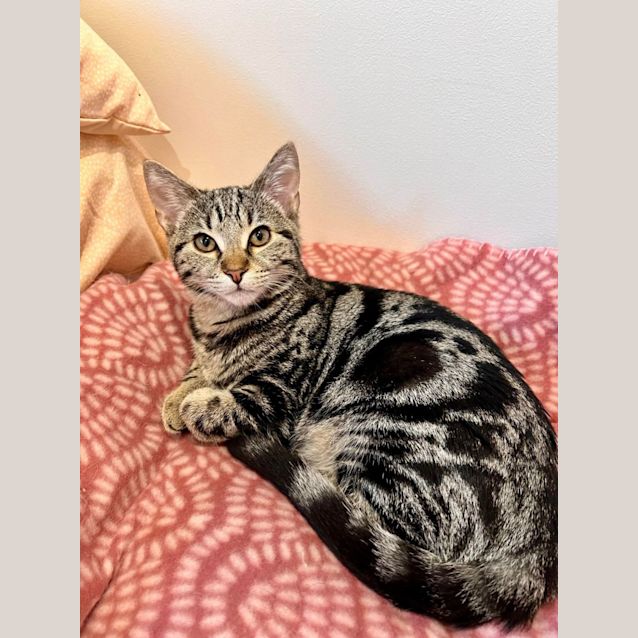 Photo of Maggie   Located In Doreen