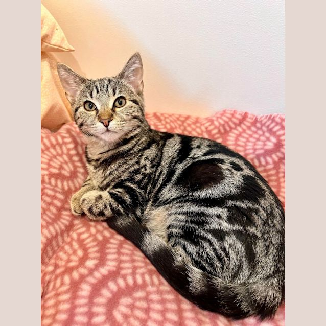 Photo of Maggie   Located In Doreen