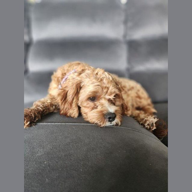 Photo of Billie   10 Month Old Cavoodle (Trial)