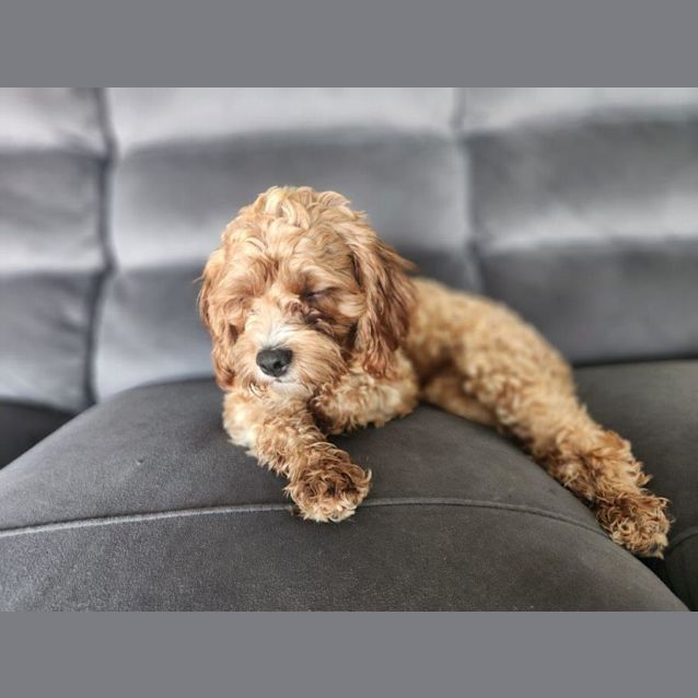 Photo of Billie   10 Month Old Cavoodle (Trial)