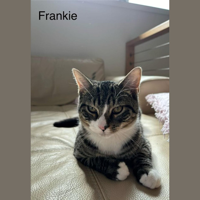 Photo of Frankie
