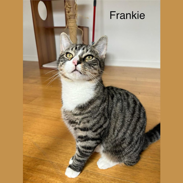 Photo of Frankie