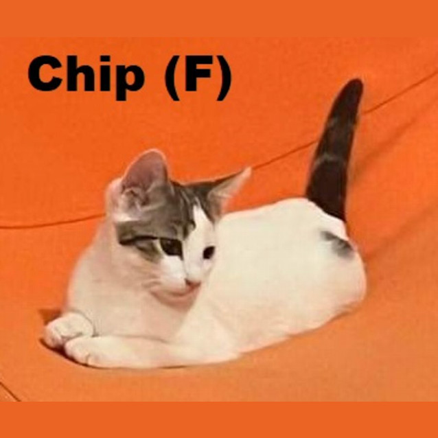 Photo of Chip