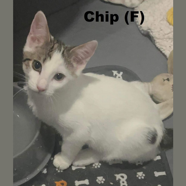 Photo of Chip