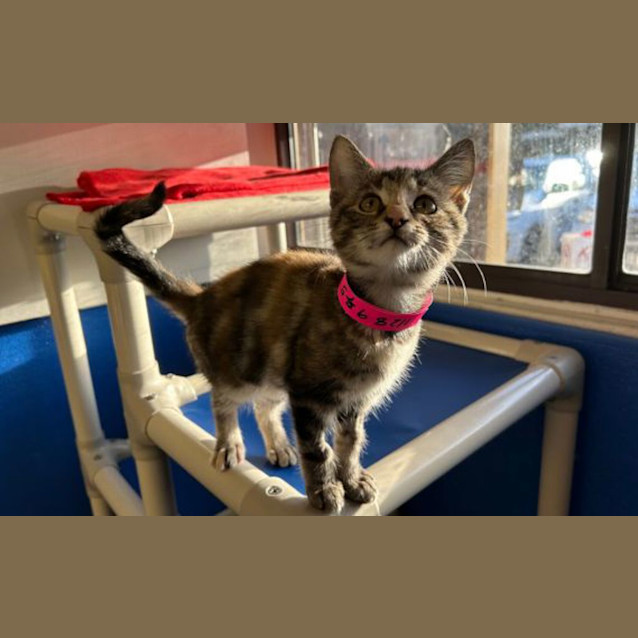 Photo of Rue