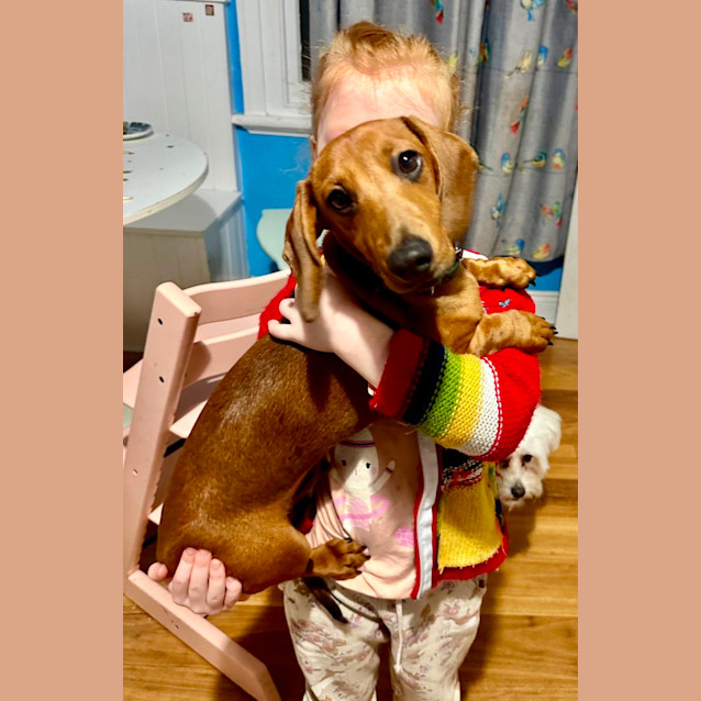 Photo of Frankie The Mini Dachshund