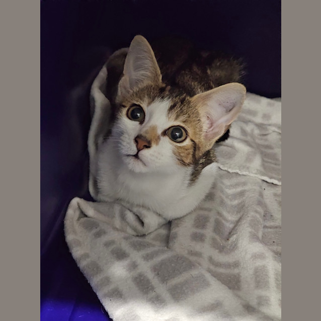 Photo of Amanda Thripp