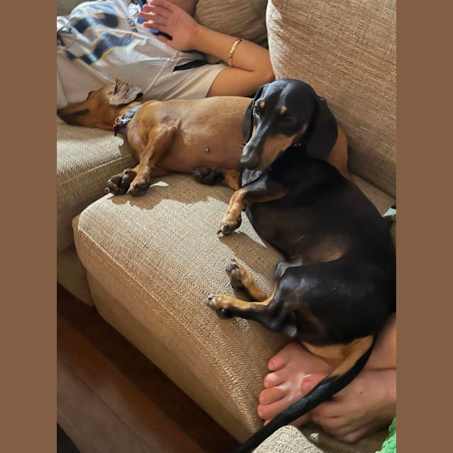 Photo of Coco And Wembley