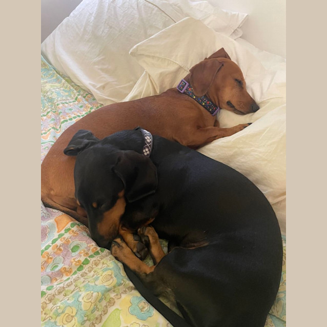 Photo of Coco And Wembley