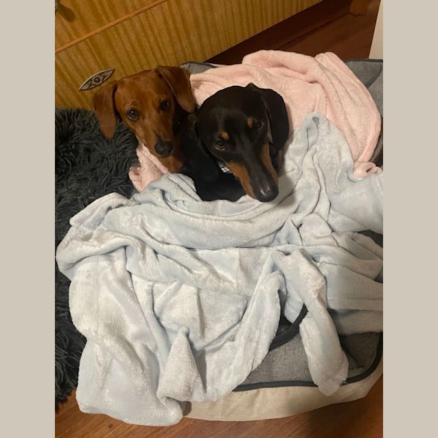 Photo of Coco And Wembley