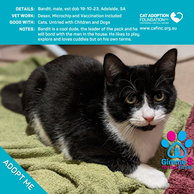 Photo of Bandit Just $50 Limited Time!