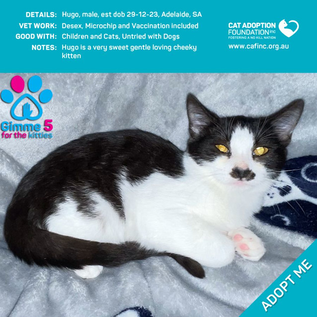 Photo of Hugo Just $50 Limited Time!