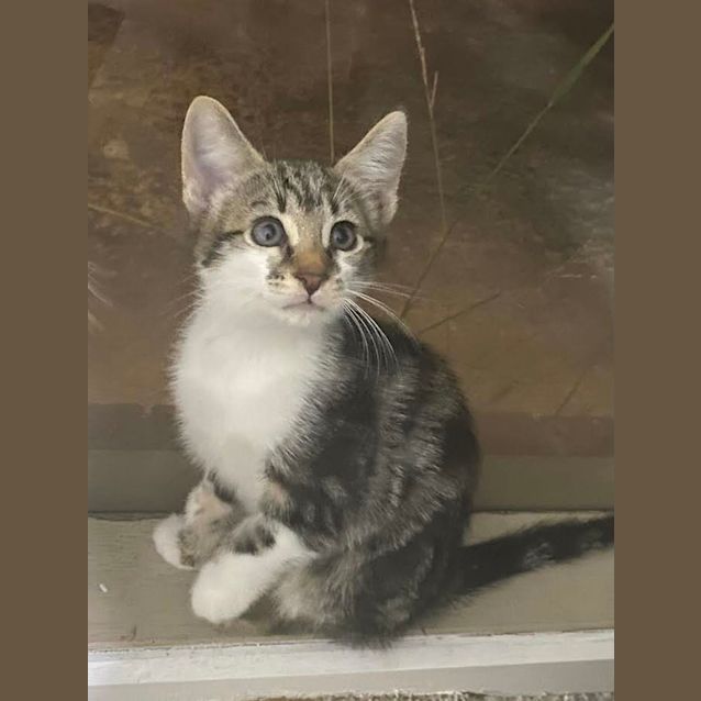 Photo of Neville