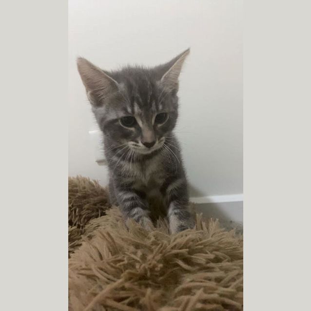 Photo of Albus