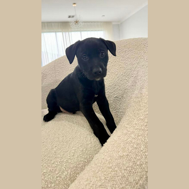 Photo of Loki (Was Frudo)