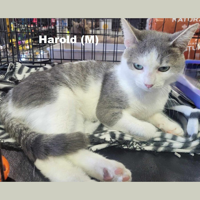 Photo of Harold