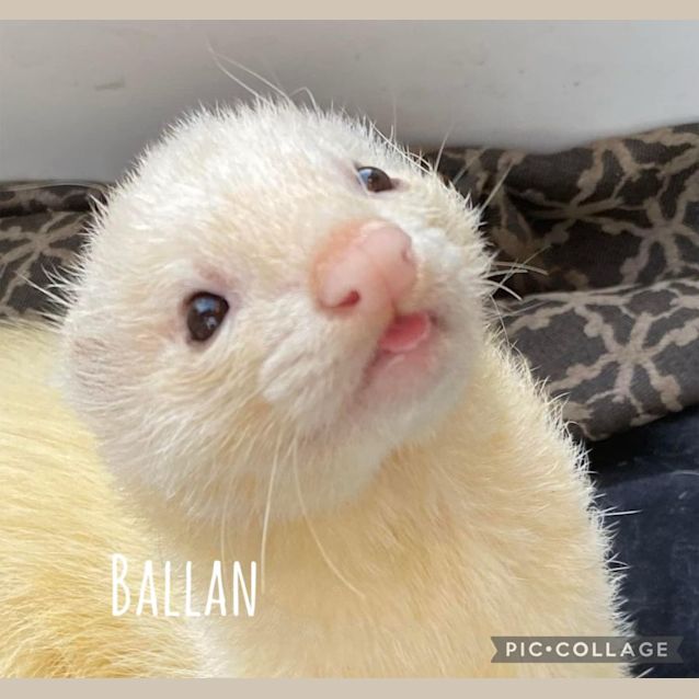 Photo of Ballan