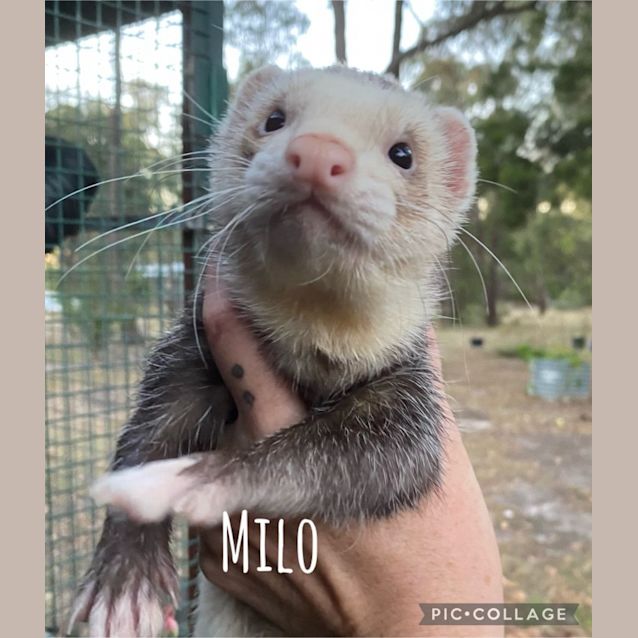 Photo of Milo