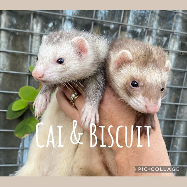 Photo of Cai & Biscuit 