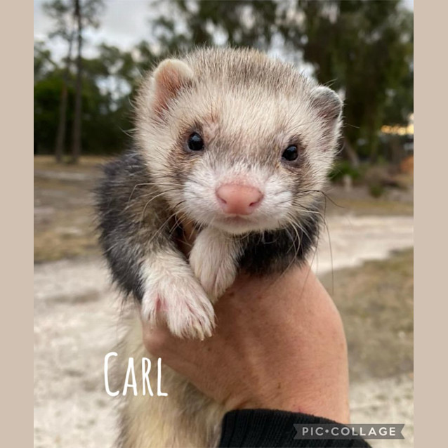 Photo of Carl