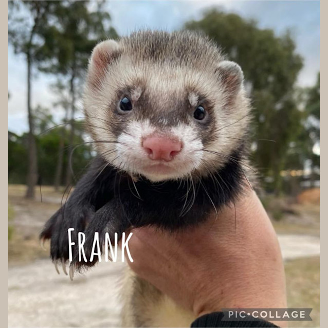 Photo of Frank