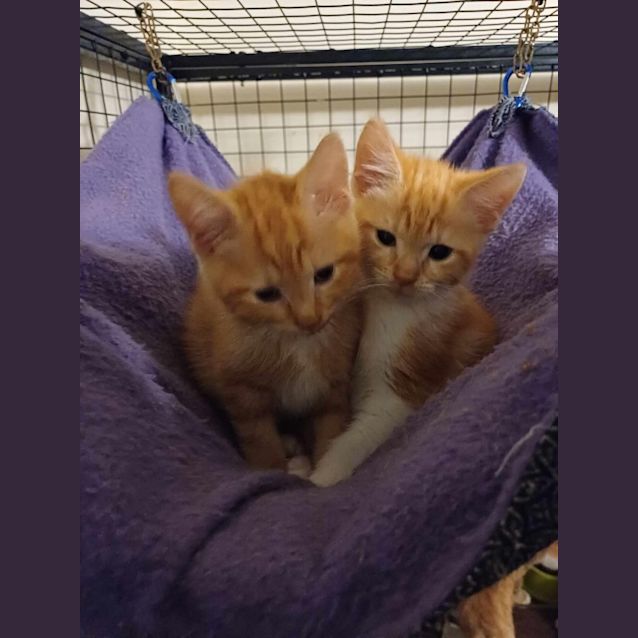 Photo of Ariel **2nd Chance Cat Rescue**